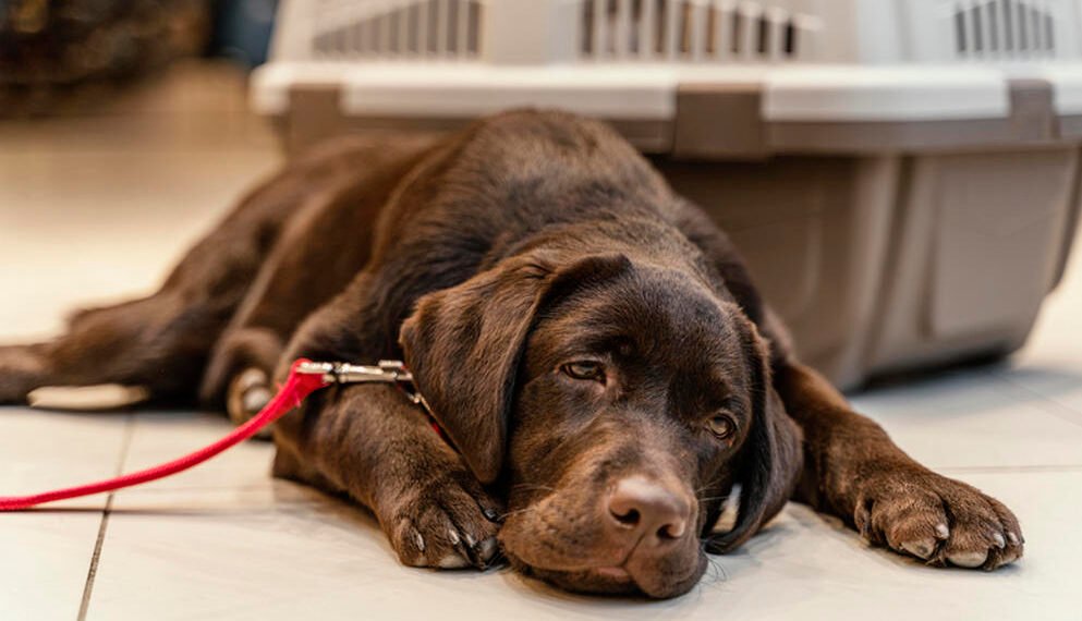 Common Health Issues in Dogs